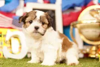 Cheese Curd, a female Havanese and Shih Tzu for sale in Lake Mills, IA – 2 of 3