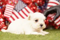 Pontiac, a female Shih Tzu and Maltipom for sale in Lake Mills, IA – 3 of 3