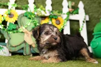 Jesse, a male Yorkipoo for sale in Lake Mills, IA – Photo 6 of 6