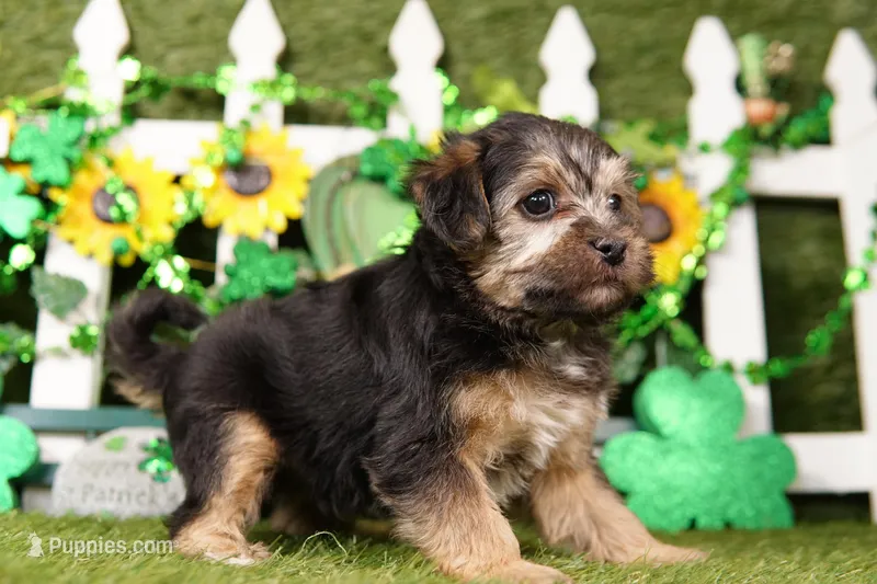 Jesse – Yorkipoo puppy for sale in Lake Mills, IA