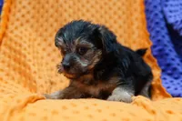 Jesse, a male Yorkipoo for sale in Lake Mills, IA – Photo 3 of 6