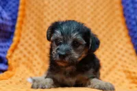 Jesse, a male Yorkipoo for sale in Lake Mills, IA – Photo 2 of 6