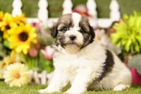 Bacon, a male Bichon Frise and Havapoo for sale in Lake Mills, IA – 3 of 3