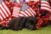 Hot Dog, a male Poodle - Miniature  and Shichon for sale in Lake Mills, IA – 2 of 3