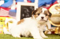 Cheese Curd, a female Havanese and Shih Tzu for sale in Lake Mills, IA – 3 of 3