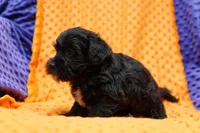 Hamilton, a male Schnoodle for sale in Lake Mills, IA – Photo 4 of 6
