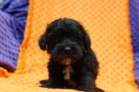 Hamilton, a male Schnoodle for sale in Lake Mills, IA – Photo 3 of 6