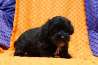 Hamilton, a male Schnoodle for sale in Lake Mills, IA – Photo 2 of 6