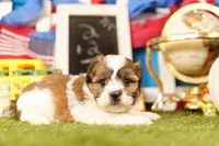 Fish Sandwich, a male Havanese and Shih Tzu for sale in Lake Mills, IA – 3 of 3