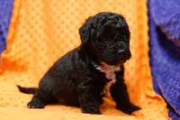 Taco, a male Bichon Frise and Schnoodle for sale in Lake Mills, IA – 3 of 6