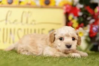 Fluffy, a female Schnoodle and Poodle - Miniature  for sale in Lake Mills, IA – 6 of 6