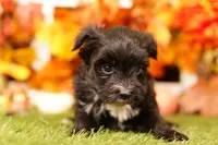Gram, a male Morkie for sale in Lake Mills, IA – 2 of 3