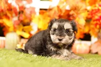Ton, a female Morkie for sale in Lake Mills, IA – 2 of 3