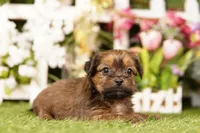 Baa, a female Shorkie for sale in Lake Mills, IA – 3 of 3