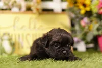 Michelob, a male Shih Tzu and Peek-A-Pom for sale in Lake Mills, IA – 2 of 3