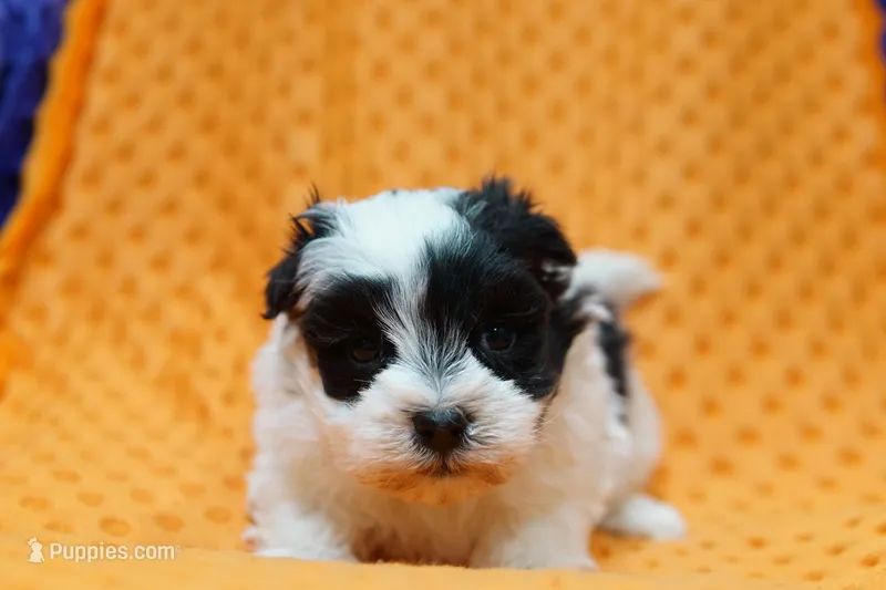 Springfield – Schnoodle, Maltese puppy for sale in Lake Mills, IA