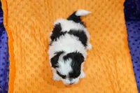 Springfield, a male Schnoodle and Maltese for sale in Lake Mills, IA – Photo 2 of 2