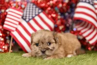 GMC, a female Shih Tzu and Maltipom for sale in Lake Mills, IA – 2 of 3