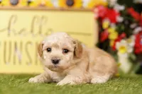Fluffy, a female Schnoodle and Poodle - Miniature  for sale in Lake Mills, IA – 3 of 6