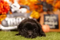 Pumkin, a male Mal Shi for sale in Lake Mills, IA – 2 of 4