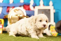 Butter, a male Havapoo for sale in Lake Mills, IA – 3 of 3