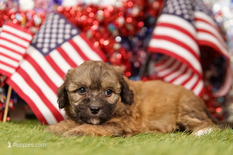 Fish Sandwich – Poodle - Miniature , Shichon puppy for sale in Lake Mills, IA