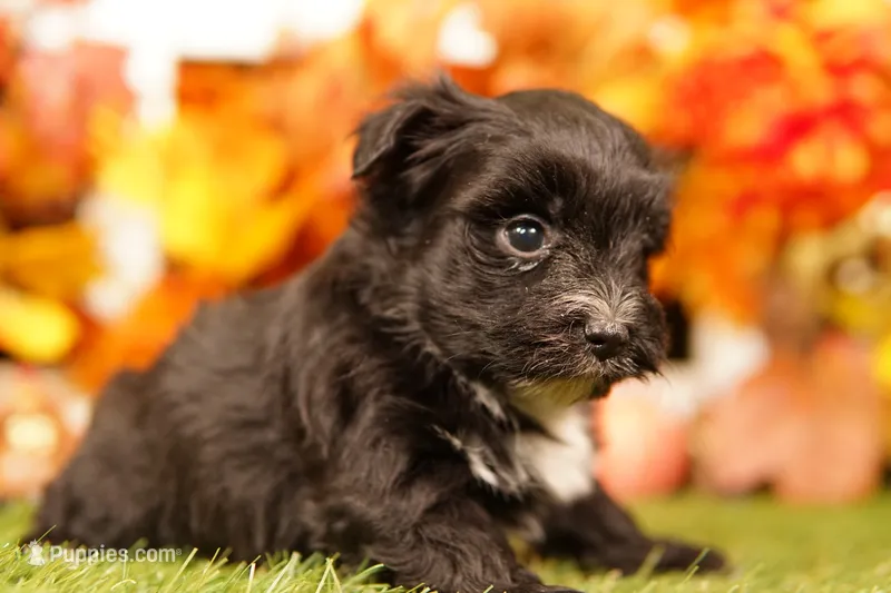 Gram – Morkie puppy for sale in Lake Mills, IA