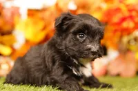Gram, a male Morkie for sale in Lake Mills, IA – 1 of 3
