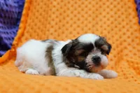 Zyn, a male Shih Tzu for sale in Lake Mills, IA – Photo 3 of 3