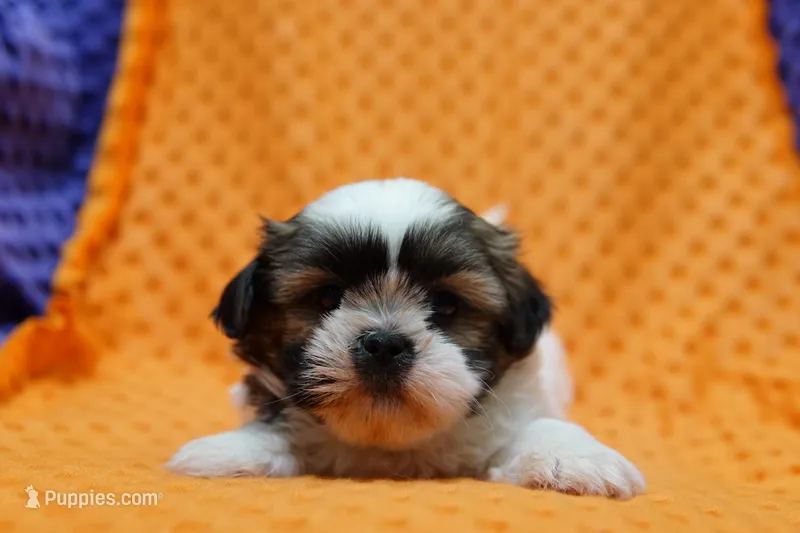 Zyn – Shih Tzu puppy for sale in Lake Mills, IA