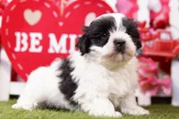 Eclair, a male Mal Shi for sale in Lake Mills, IA – Photo 4 of 6