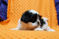 Eclair, a male Mal Shi for sale in Lake Mills, IA – Photo 2 of 6