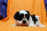 Eclair, a male Mal Shi for sale in Lake Mills, IA – Photo 5 of 6