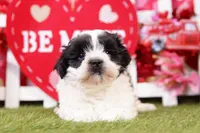 Eclair, a male Mal Shi for sale in Lake Mills, IA – Photo 1 of 6