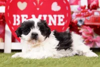 Eclair, a male Mal Shi for sale in Lake Mills, IA – Photo 6 of 6