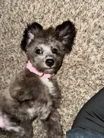 Bluey, a female Yorkipoo for sale in Gretna, LA – Photo 3 of 3