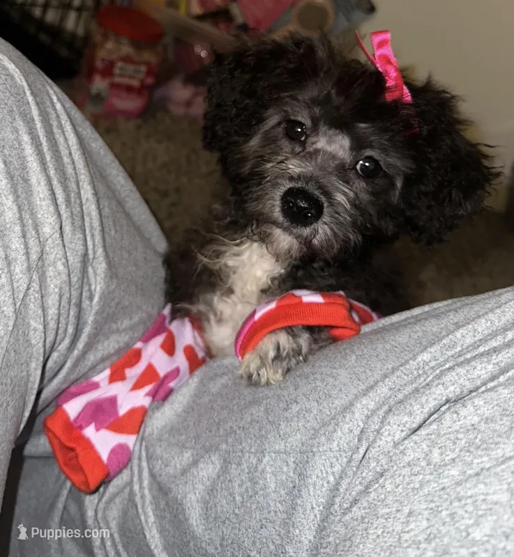 Bluey – Yorkipoo puppy for sale in Gretna, LA