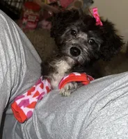 Bluey, a female Yorkipoo for sale in Gretna, LA – Photo 1 of 3