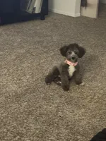 Bluey, a female Yorkipoo for sale in Gretna, LA – Photo 2 of 3