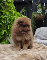 Poppi, a male Pomeranian for sale in Sparks, NV – 3 of 4