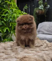 Poppi, a male Pomeranian for sale in Sparks, NV – 4 of 4