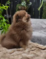 Poppi, a male Pomeranian for sale in Sparks, NV – 2 of 4