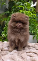 Poppi, a male Pomeranian for sale in Sparks, NV – 1 of 4