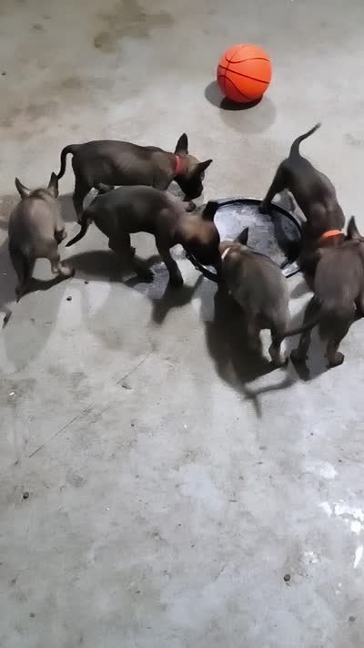 Belgian Malinios Sheperds, a male Belgian Malinois for sale in Stockbridge, GA – 2 of 6