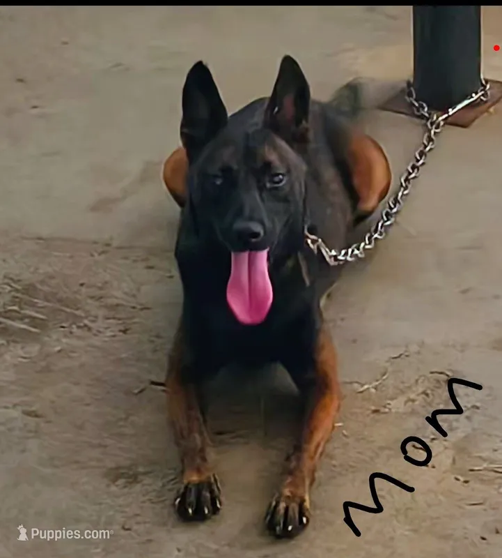 Belgian Malinios Sheperds – Belgian Malinois puppy for sale in Stockbridge, GA