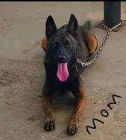 Belgian Malinios Sheperds, a male Belgian Malinois for sale in Stockbridge, GA – 1 of 6