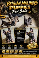 Belgian Malinios Sheperds, a male Belgian Malinois for sale in Stockbridge, GA – 6 of 6