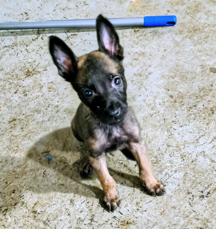 Belgian Malinios Sheperd – Belgian Malinois puppy for sale in Stockbridge, GA