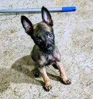 Belgian Malinios Sheperds, a male Belgian Malinois for sale in Stockbridge, GA – 3 of 6