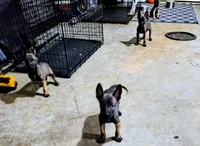 Belgian Malinios Sheperds, a male Belgian Malinois for sale in Stockbridge, GA – 5 of 6